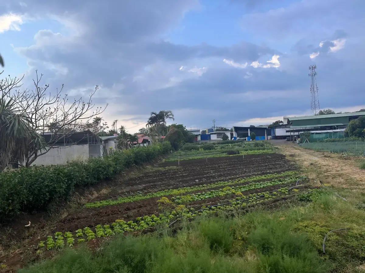 Cultivos de hortalizas en hileras, parte de la operación agrícola de Hortiluma en Heredia